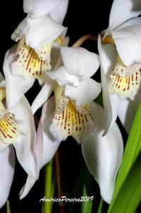 Cymbidium wenshanense