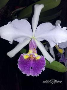 Cattleya warscewiczii