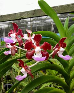 Vanda insignis