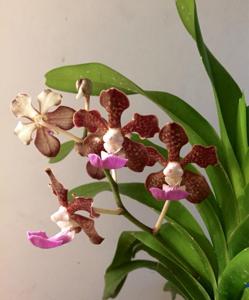 Vanda insignis