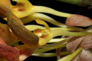 Bulbophyllum spathulatum