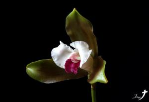 Lycaste puntarenasensis