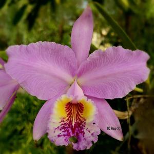 Cattleya lueddemanniana