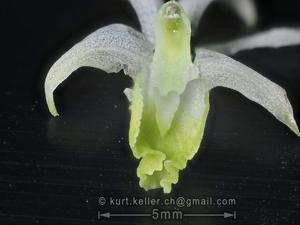 Dendrobium compactum