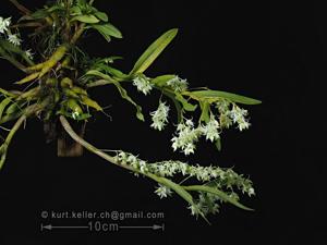 Dendrobium compactum