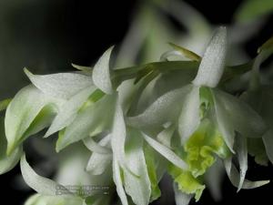 Dendrobium compactum