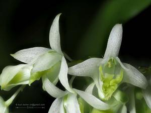 Dendrobium compactum