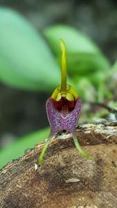 Masdevallia zahlbruckneri