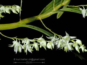 Dendrobium compactum