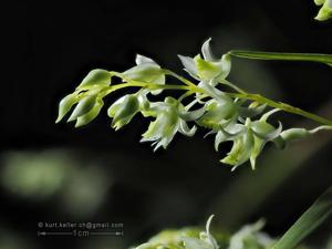 Dendrobium compactum