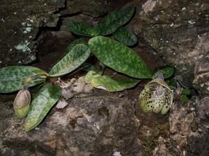 Paphiopedilum bellatulum