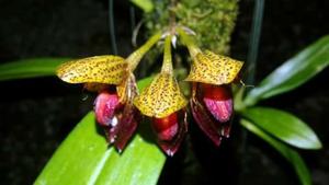 Bulbophyllum subumbellatum