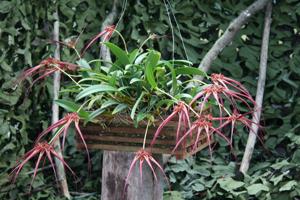 Bulbophyllum wendlandianum