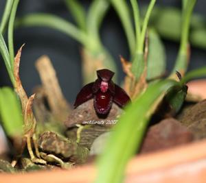 Maxillaria schunkeana