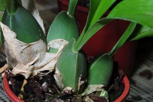 Rossioglossum grande