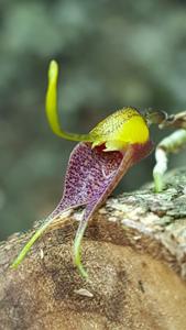 Masdevallia zahlbruckneri