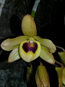 Dendrobium friedericksianum