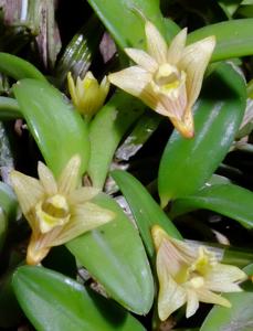 Dendrobium pachyphyllum