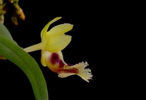 Gastrochilus retrocallus