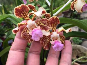 Vanda tricolor var. tricolor