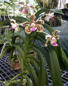 Vanda tricolor