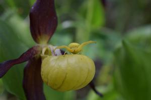 Cypripedium calceolus