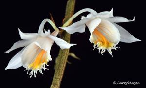 Dendrobium longicornu