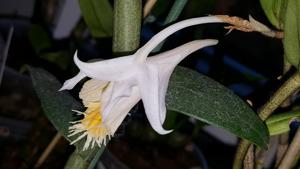 Dendrobium longicornu