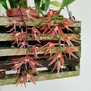 Macradenia brassavolae