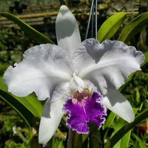 Cattleya lueddemanniana