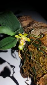 Gastrochilus obliquus