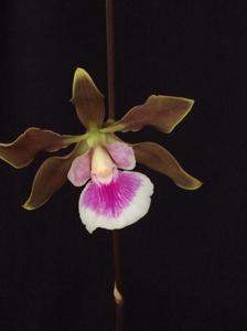 Encyclia randii