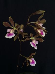 Encyclia randii