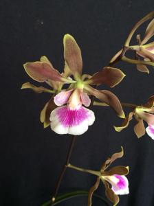 Encyclia randii