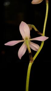 Ancistrochilus rothschildianus