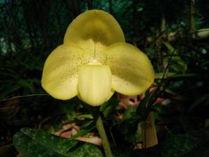 Paphiopedilum concolor