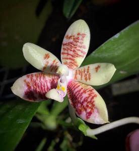 Phalaenopsis inscriptiosinensis