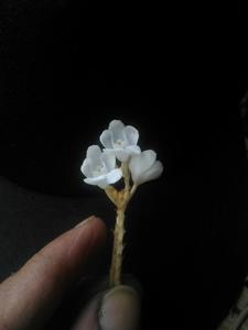 Didymoplexis pallens