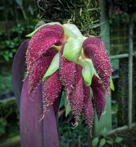 Bulbophyllum phalaenopsis