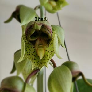 Catasetum sanguineum