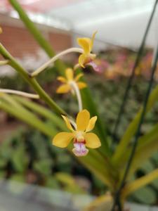 Vanda testacea