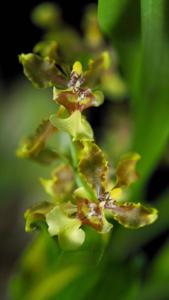 Oncidium planilabre