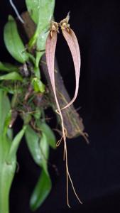 Bulbophyllum longissimum