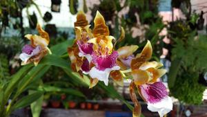 Oncidium harryanum