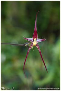 Bulbophyllum nasseri