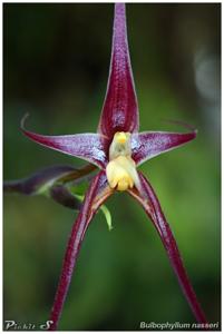 Bulbophyllum nasseri