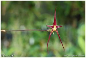 Bulbophyllum nasseri