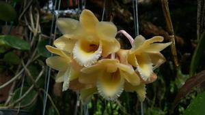 Dendrobium lampongense