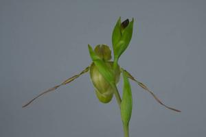 Phragmipedium longifolium