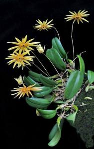 Bulbophyllum makoyanum